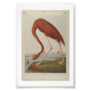 Impression Photo Flamant rose d'illustration Audubon vintage