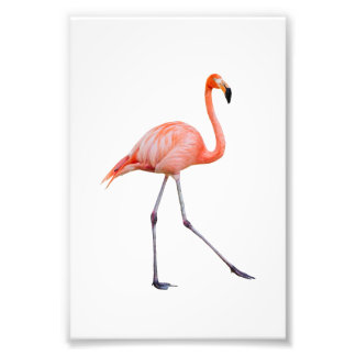 Impression Photo Flamant rose rose