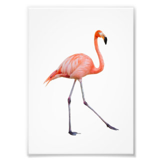 Impression Photo Flamant rose rose