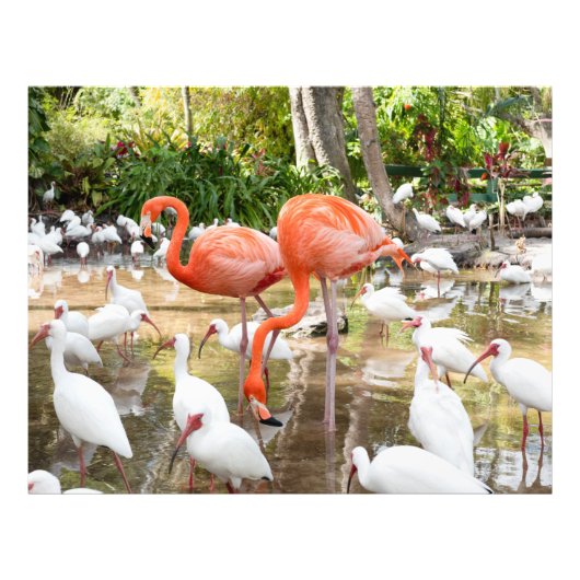 Impression Photo Flamant rose rose tropical Photos de la nature (Devant)