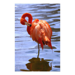 Impression Photo Flamant rose sur une jambe dans l'eau