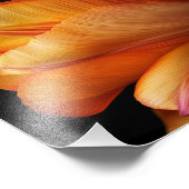 Impression Photo Flamme de grâce - Tulipe d'or en fleur (Coin)