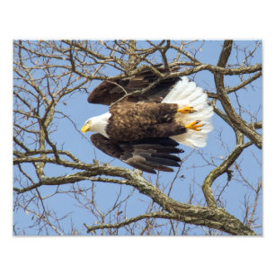 Impression Photo Flash Bald Eagle