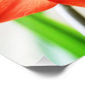 Impression Photo Fleur Amaryllis rouge (Coin)