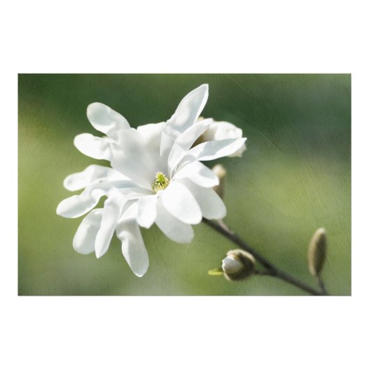 Impression Photo Fleur blanche de Magnolia (Devant)