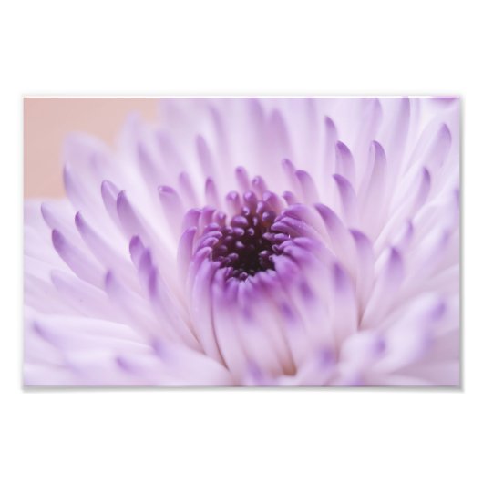 Impression Photo Fleur blanche et violette (Devant)