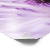 Impression Photo Fleur blanche et violette (Coin)