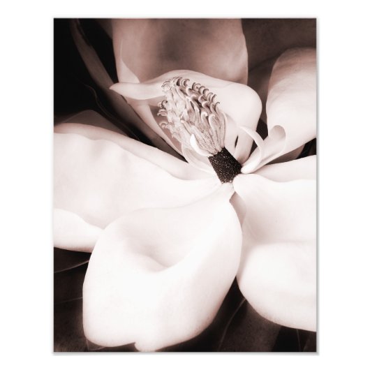 Impression Photo Fleur blanche Magnolia Arrière - plan noir Abstrai (Devant)