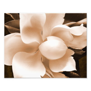 Impression Photo Fleur blanche Magnolia Sepia Arrière - plan noir