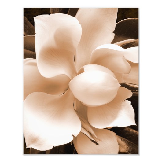 Impression Photo Fleur blanche Magnolia Sepia Arrière - plan noir (Devant)