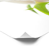 Impression Photo Fleur blanche Tulip Clair Arrière - plan Floral (Coin)