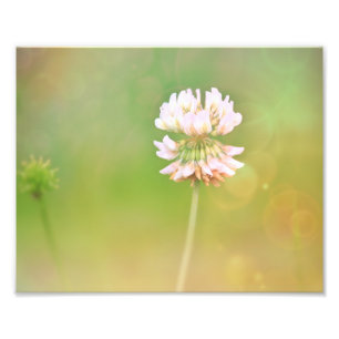 Impression Photo Fleur botanique du trèfle