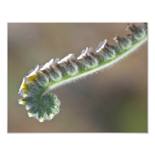 Impression Photo fleur bouclée du printemps vert (Devant)
