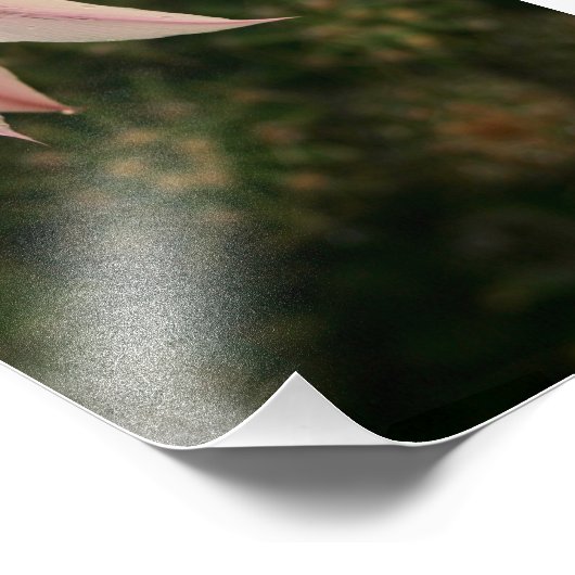 Impression Photo Fleur Cactus (Coin)