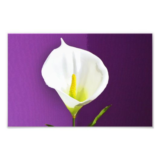 Impression Photo Fleur Cala Lily (Devant)