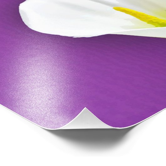 Impression Photo Fleur Cala Lily (Coin)