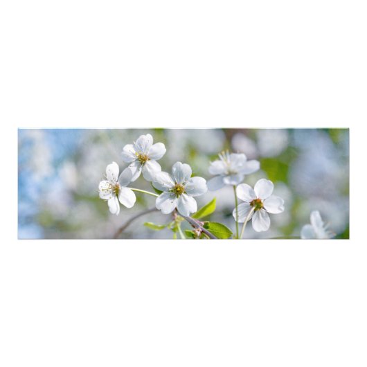 Impression Photo Fleur cerise blanche (Devant)