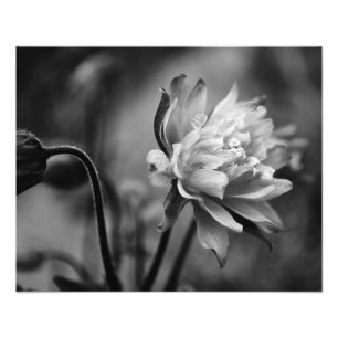 Impression Photo Fleur Columbine en noir et blanc