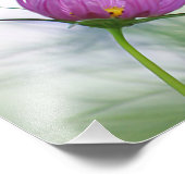 Impression Photo Fleur cosmos pourpre (Coin)