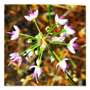 Impression Photo Fleur d'ail sauvage