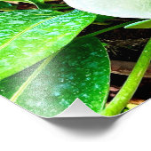 Impression Photo Fleur d'anthurium blanc Puerto Vallarta (Coin)