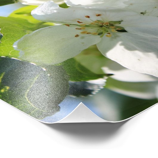 Impression Photo Fleur d'Apple (Coin)