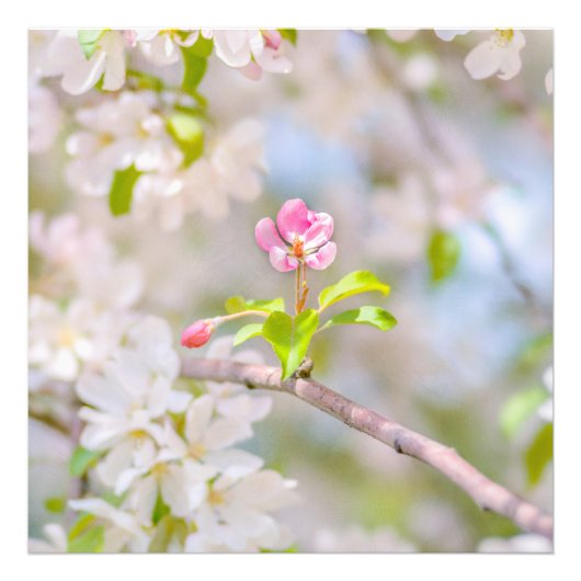 Impression Photo Fleur d'Apple - Beauté (Devant)