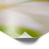 Impression Photo Fleur d'Apple - Beauté (Coin)