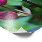 Impression Photo Fleur d'Astrantia rose (Coin)