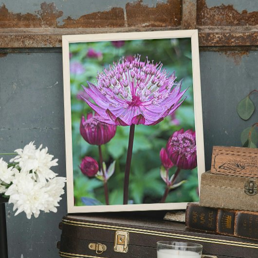Impression Photo Fleur d'Astrantia rose