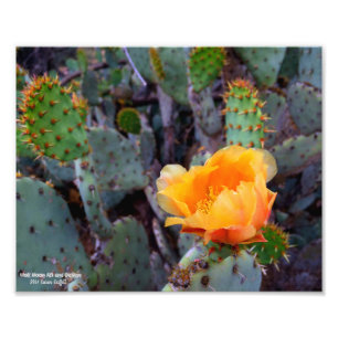Impression Photo Fleur de cactus à poires orange