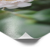 Impression Photo Fleur de Camellia blanche (Coin)