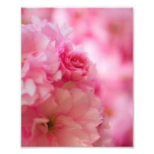 Impression Photo Fleur de cerise