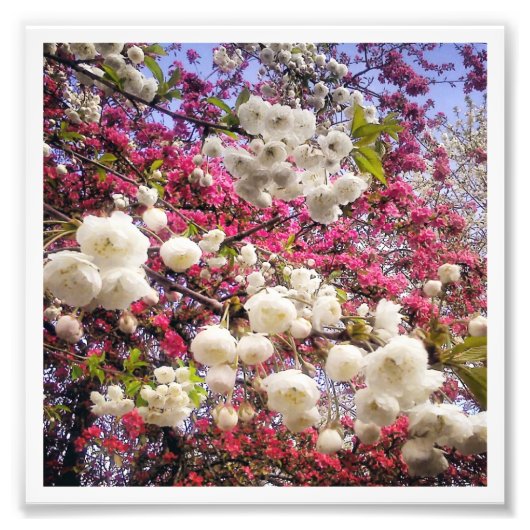 Impression Photo Fleur de cerise (Devant)