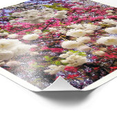 Impression Photo Fleur de cerise (Coin)