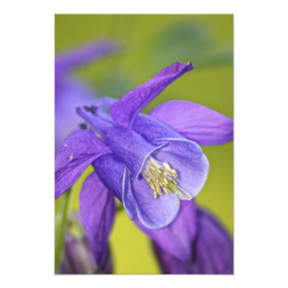 Impression Photo Fleur de colombine violette unique