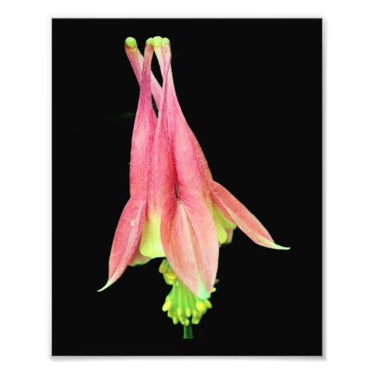 Impression Photo Fleur de colonne délicate 8x10 (Devant)