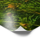 Impression Photo Fleur de cosmos de soufre jaune (Coin)