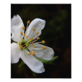 Impression Photo Fleur de crabe (Devant)