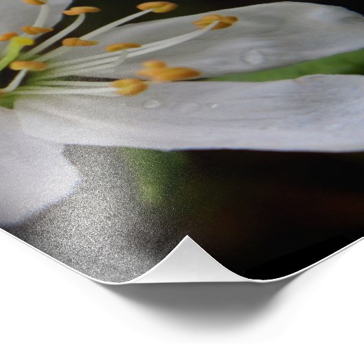 Impression Photo Fleur de crabe (Coin)