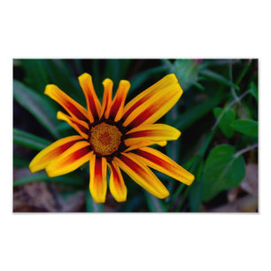 Impression Photo Fleur de gazania