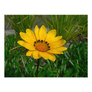 Impression Photo Fleur de Gazania jaune