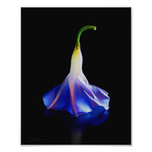 Impression Photo Fleur de gloire du matin 2