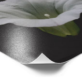 Impression Photo Fleur de gloire du matin blanc Gros plan 8x10 (Coin)