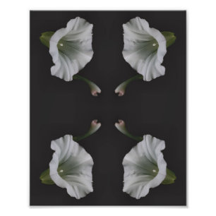 Impression Photo Fleur de gloire du matin blanc Gros plan Abstrait