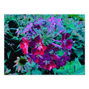 Impression Photo Fleur de jardin rouge, violet et rose dramatique