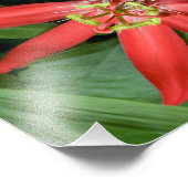 Impression Photo Fleur de la passion rouge (Coin)