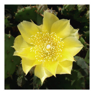 Impression Photo Fleur de l'oreille grippée des cactus jaunes