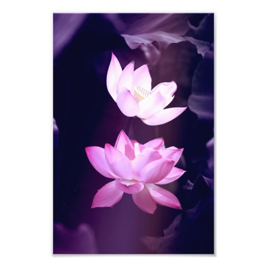 Impression Photo Fleur de Lotus en fleurs (Devant)