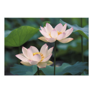 Impression Photo Fleur de Lotus en fleurs, Chine